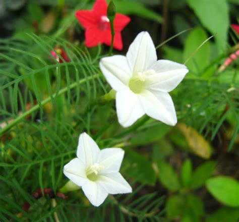 茑萝花图片