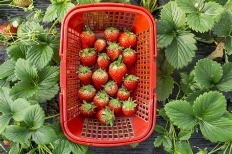2023重庆春节草莓采摘攻略（地点、路线、价格）- 重庆本地宝