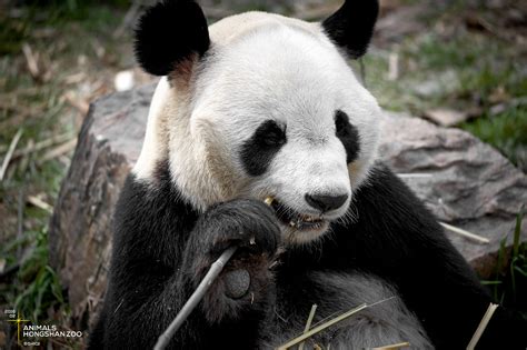 红山动物园|摄影|动物|shiqi - 原创作品 - 站酷 (ZCOOL)