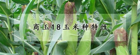 浚单20玉米品种介绍 —【发财农业网】
