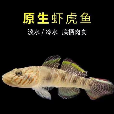 中国红冷水淡水观赏鱼锦鲤鱼活鱼金鱼小型好养红鲤鱼纯种小锦鲤-淘宝网