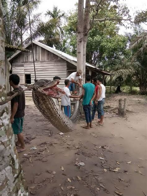 印尼男子徒手战胜7米长蟒蛇 - 神秘的地球 科学|自然|地理|探索