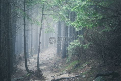 在雾云林地中漫步高清图片下载-正版图片304713204-摄图网