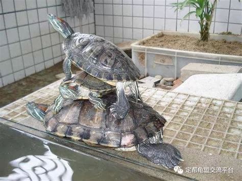 神奇的乌龟，这样多的乌龟种类，你了解多少|背甲|龟|爬行纲_新浪新闻