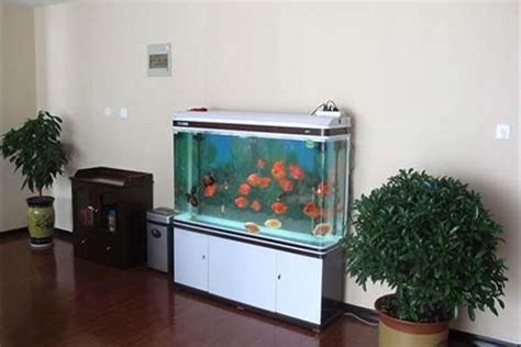 卖鱼专用鱼缸,鱼缸里的鱼,鱼缸养什么鱼_大山谷图库