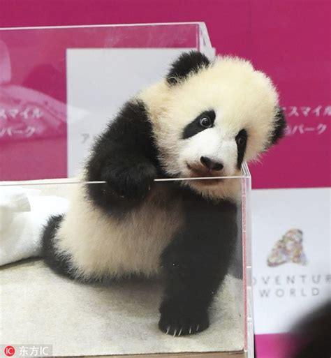 2016年日本首只熊猫幼仔取名“结浜” - 四川 - 华西都市网新闻频道