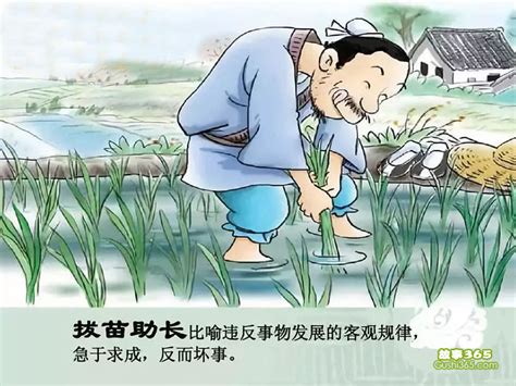 和水稻相关的成语,形容水稻长得好的词语,形容稻花的成语_大山谷图库