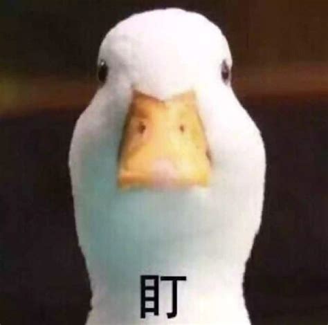 沙雕p图表情包图片