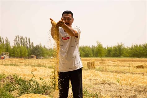 农民丰收丨新疆和田市12.3万亩冬小麦开镰收割 -天山网 - 新疆新闻门户