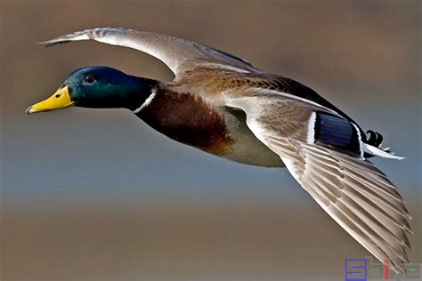 野鸭品种大全图片