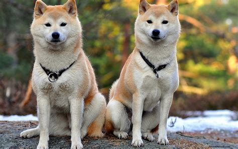 Shiba Inu - Puppies, Rescue, Pictures, Information, Temperament, Price ...