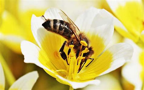 我国哪里的养蜂人最多？ - 养蜂资讯 - 酷蜜蜂