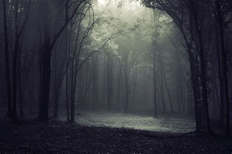 昏暗阴森的树林与水坑景观摄影图片 - 三原图库