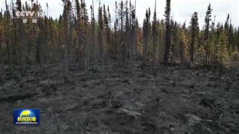 加拿大持续林火正产生有记录以来最多的烟雾排放 制造全球性灾难_荔枝网新闻