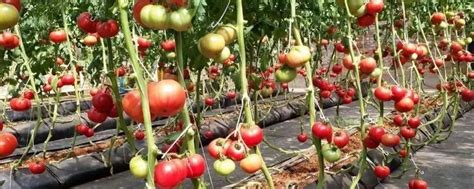 种植西红柿怎样才能少投入多挣钱？_蔬菜园地_寿光市九合农业发展有限公司