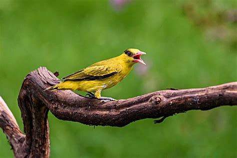 树上一只黄鹂鸟-中关村在线摄影论坛