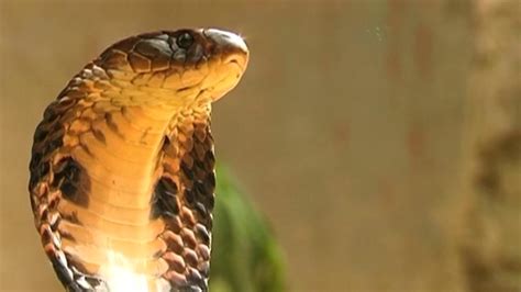 中华本土的眼镜蛇，能让全村吃饭的蛇，我国的十大毒蛇之一_国家