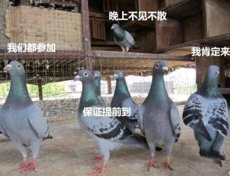 咕咕鸽子图片