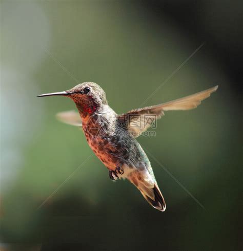 蜂鸟壁纸手机版(Hummingbirds Live Wallpaper)图片预览_绿色资源网