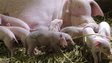 为什么母猪产仔数少，母猪产仔少的原因有哪些？__凤凰网