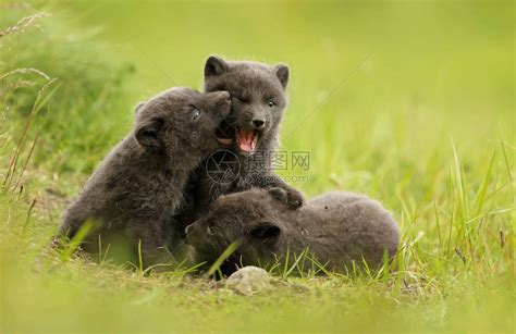 三个可爱的棕褐色蓝形北极狐狸幼崽在冰岛夏季在草高清图片下载-正版图片502697612-摄图网