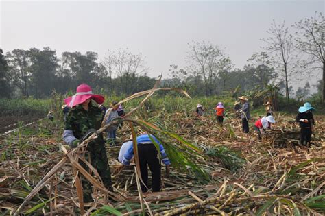 [宁明县]举办砍蔗趣味竞技比赛推动甘蔗“双高”生产 - 广西县域经济网