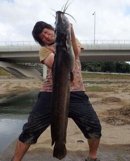 日本男子在臭水沟抓到一只巨型鲶鱼，弄回家下锅，眼泪都吃出来了