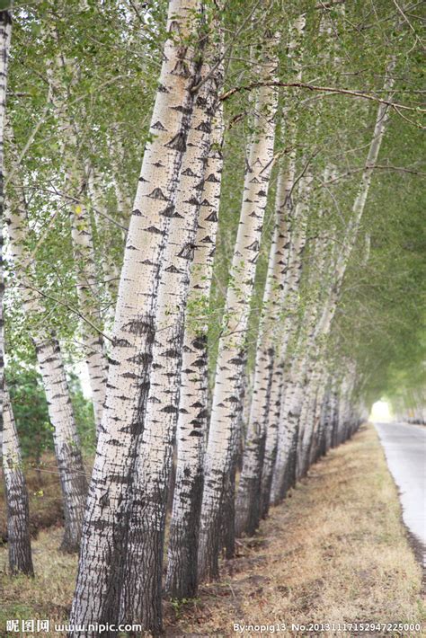 毛白杨-西北地区绿化植物-图片