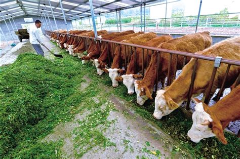 中国最大牛场,大型牛场,大型牛场图片_大山谷图库
