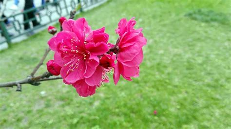 春天桃花盛开高清图片下载-正版图片500320125-摄图网