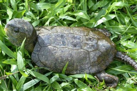 家里不得养的十大凶龟：巴西龟沙门氏菌携带体（极其凶残）-小狼观天下