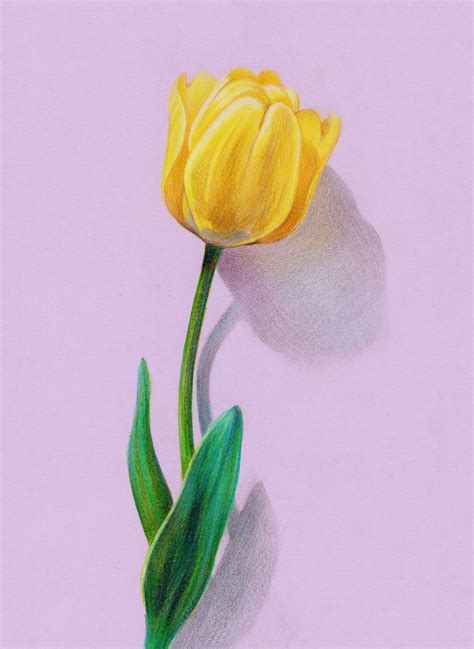 彩铅素描图片