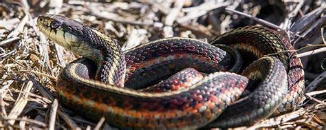 蛇怎么叫,普通蛇的叫声,3000种蛇的图片_大山谷图库