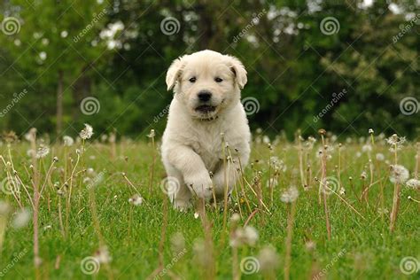 Golden Retriever Puppy Running between Dandelions Stock Photo - Image ...