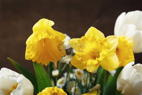 郁金香和水仙花有什么区别-藤本月季网
