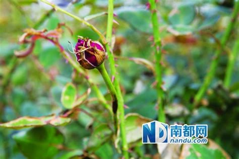 广州两村镇60万朵玫瑰被毒死 初鉴为百草枯中毒-搜狐新闻