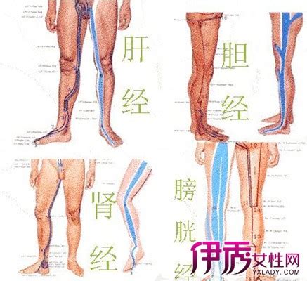 腿部经络图图片
