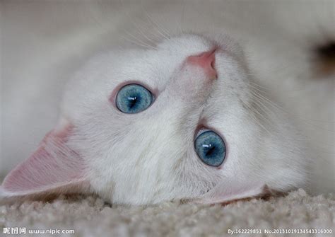纯白异瞳猫值钱吗？ - 知乎