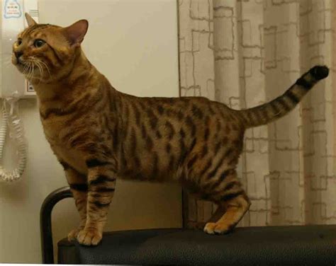 孟加拉豹猫品种的诞生过程与血统来源 - 知乎