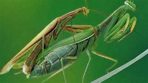 螳螂吃什么食物，怎么捕食，寿命有多长？ - 农敢网