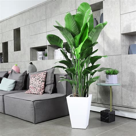 客厅里大点的好养植物,适合客厅养的高大植物,客厅好养的大盆植物_大山谷图库