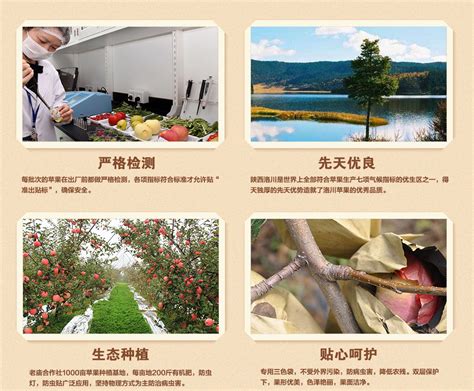 洛川苹果亮相拼多多直播间：超93万人围观，带动陕西苹果销售额涨超210% - 乡村产业 - 陕西网