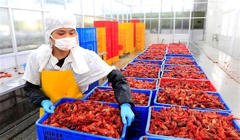 潜江小龙虾鲜活 活体清水养殖新鲜的海鲜水产红活虾批 发567钱3斤-淘宝网