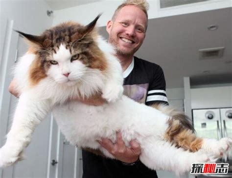 世界上最大的猫，乌克兰巨猫angie重726斤(PS所致)_探秘志