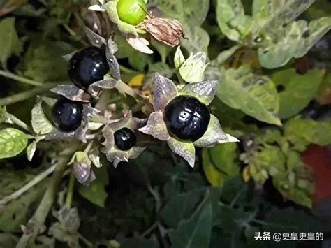 西红柿什么时候传入中国 各个朝代传入中国的农作物_华夏智能网