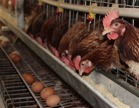 蛋鸡养殖管理中如何挖掘产蛋性能提高产蛋率，让效益最大化？ - 知乎