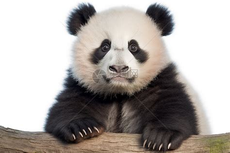 中国一级保护动物大熊猫高清图片下载-正版图片600169209-摄图网