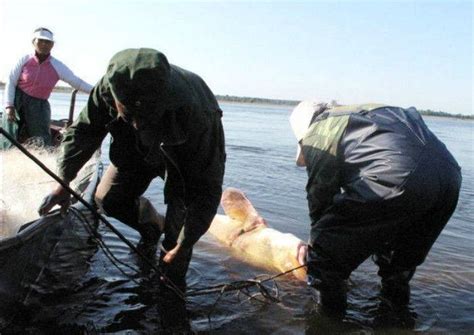 1月19日，枝江金湖开渔丰收，250斤头鱼拍得13000元_凤凰网视频_凤凰网