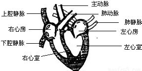 心血管系统“心脏瓣膜病”考点总结【临床执业医师考点精华】