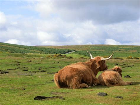 两头牛吃草的肖像高清图片下载-正版图片320550030-摄图网